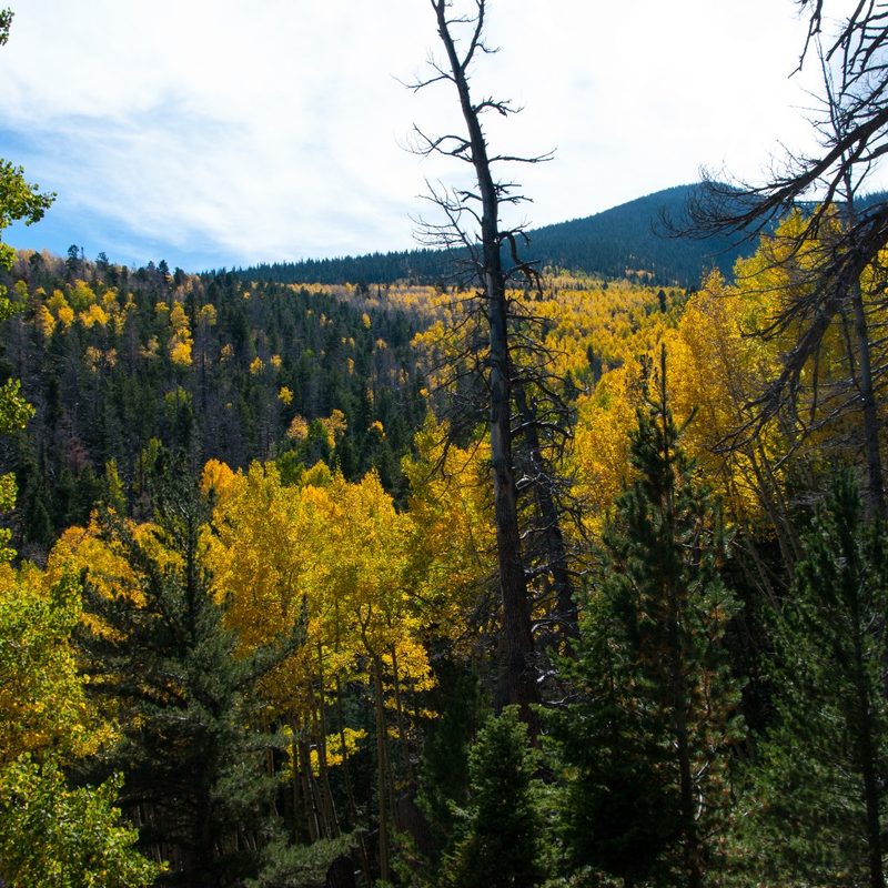 Abineau Trail is a steep 1,800 foot climb over two miles up the slopes of the San Francisco Peaks through Abineau Canyon.
