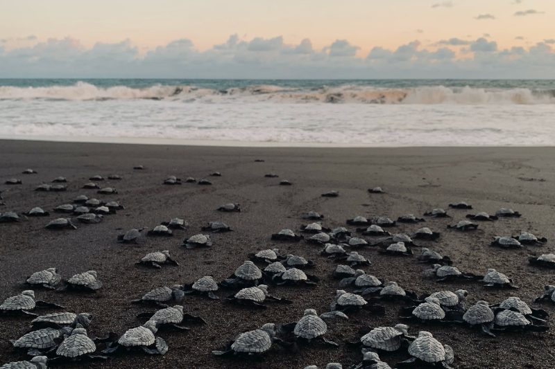 Dozens of baby turtles crawling on a black sand beach in Guatemala toward the ocean.