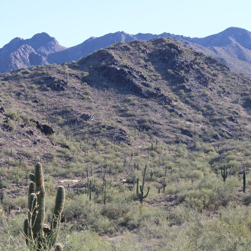 A group of saguaro cacti at the McDowell Sonoran Preserve in Scottsdale, Arizona.