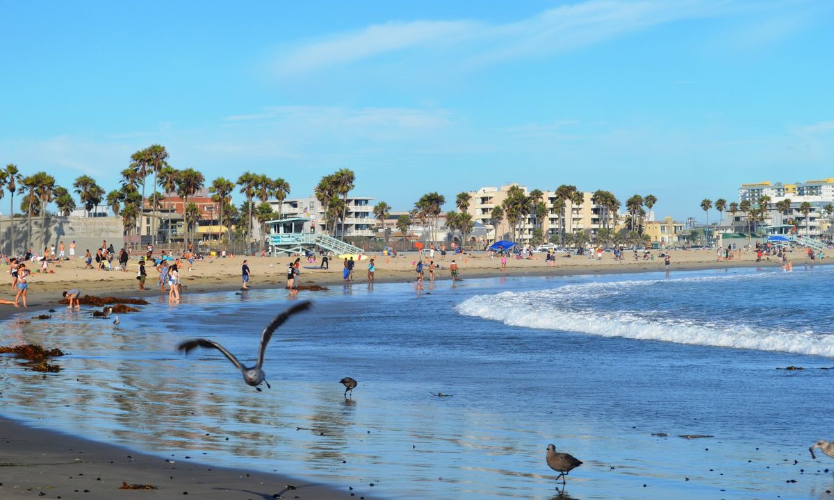 Birds at the beach in Venice, Los Angeles, California