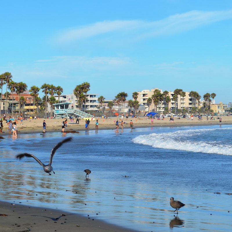 Birds at the beach in Venice, Los Angeles, California