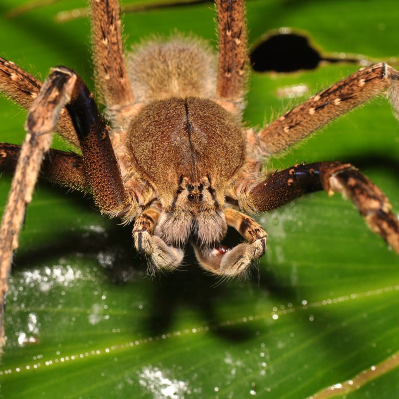 Closeup of a Brazilian Wandering Spider on a large green leaf