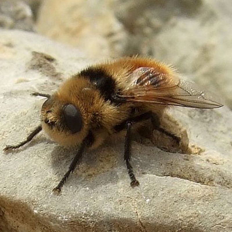 Close-up of a deer botfly on a rock