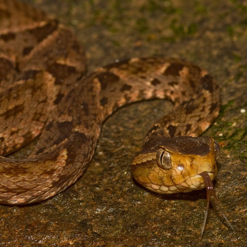 Close-up of a Fer-de-lance pit viper ready to strike.