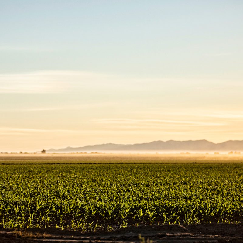 A corn field at the Frey Ranch Distillery in Nevada