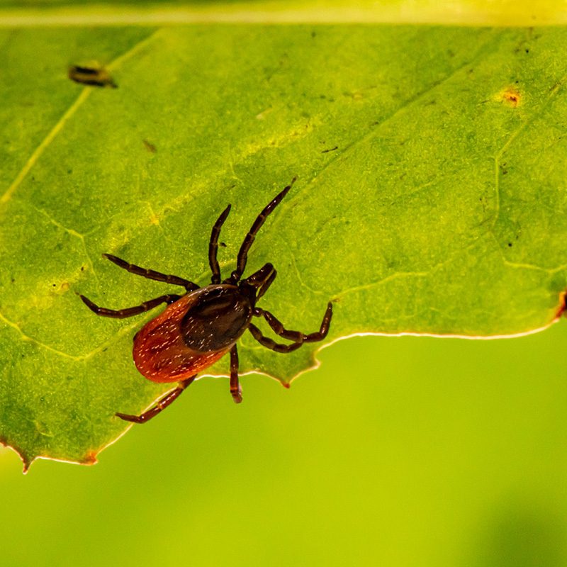 Close-up of a tick on a leaf
