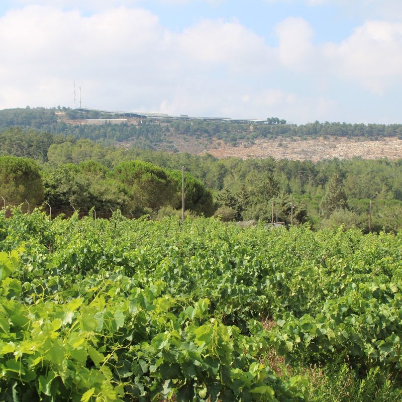 The vineyards at Kishor Vineyards in Kishor, Israel.