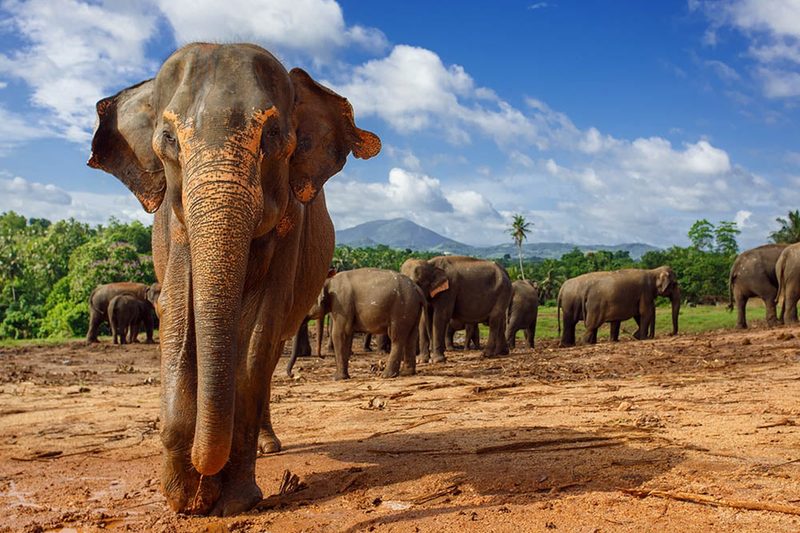 A group of elephants in the jungle
