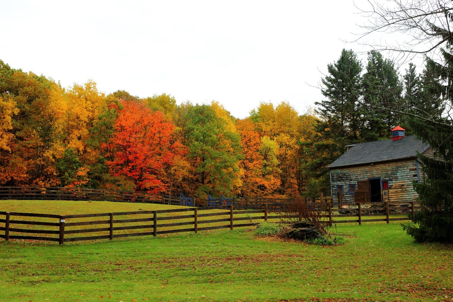 A glimpse of fall foliage in Richmond, Massachusetts (The Berkshires).