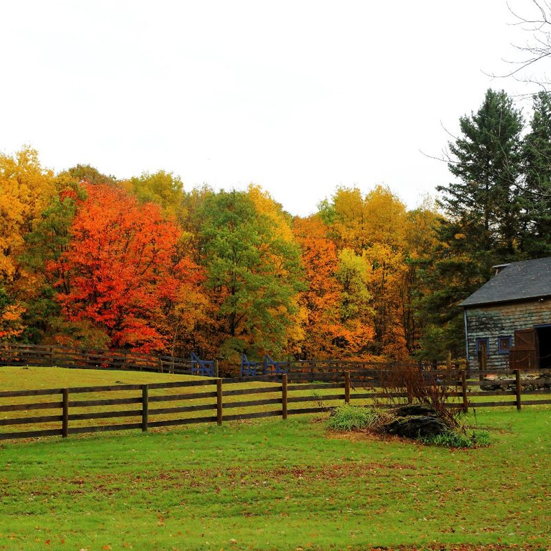 A glimpse of fall foliage in Richmond, Massachusetts (The Berkshires).