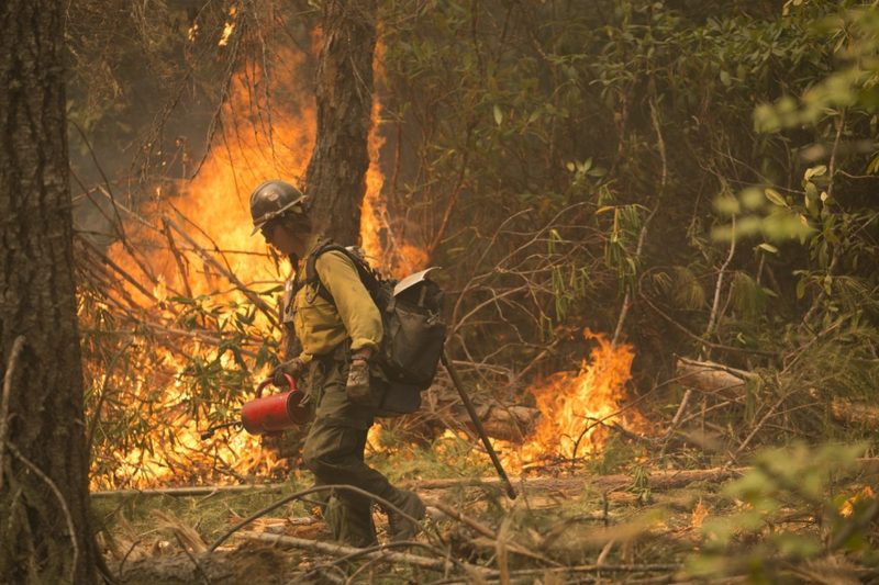 A wildland firefighter works on putting out flames.