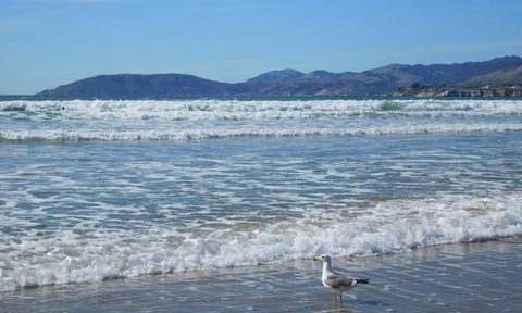 The beach at Pismo Beach, California.
