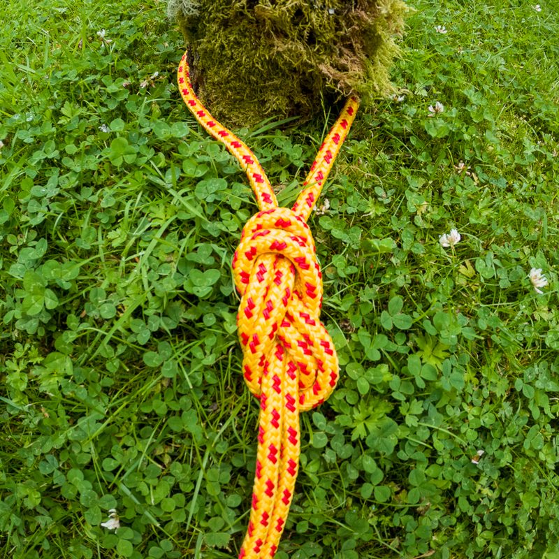 A fully tied figure eight knot around a stump