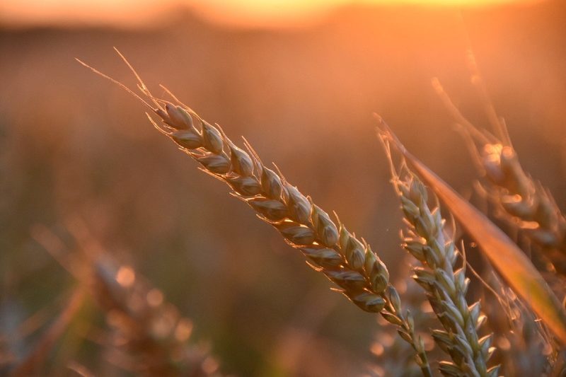 Wheat plants