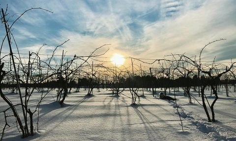 Pruned vines at Stella14Wines.