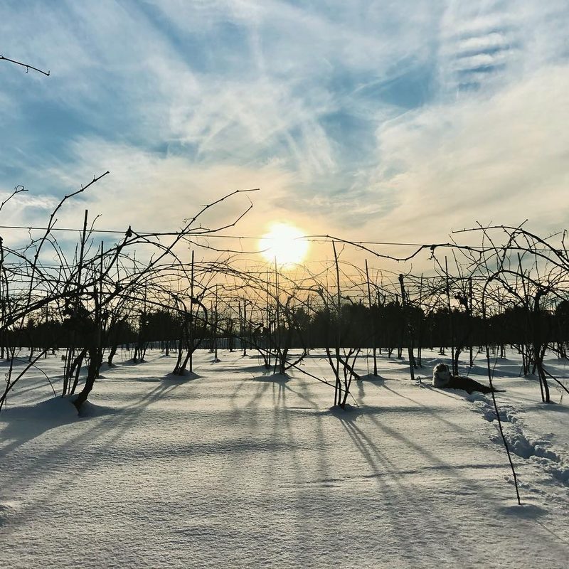 Pruned vines at Stella14Wines.
