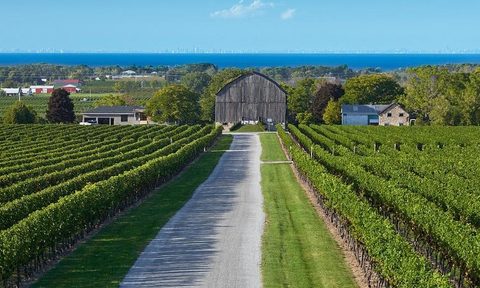 A vineyard near a lake in Ontario.