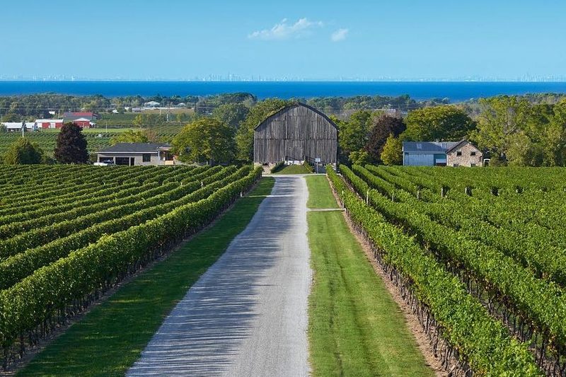 A vineyard near a lake in Ontario.