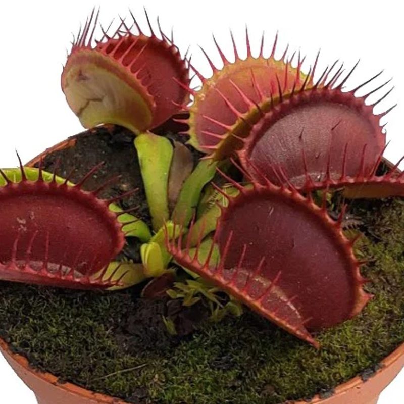 A close-up of the B52 Venus Flytrap.