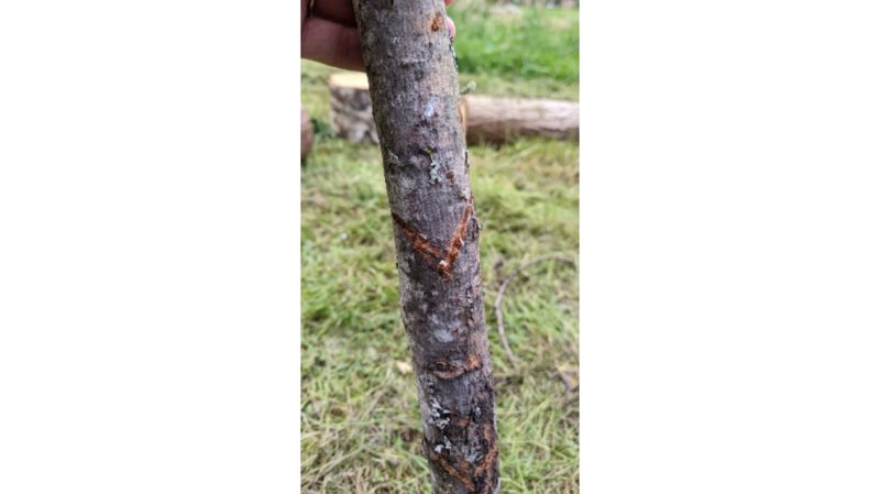 A stick with a V-shaped carved into it