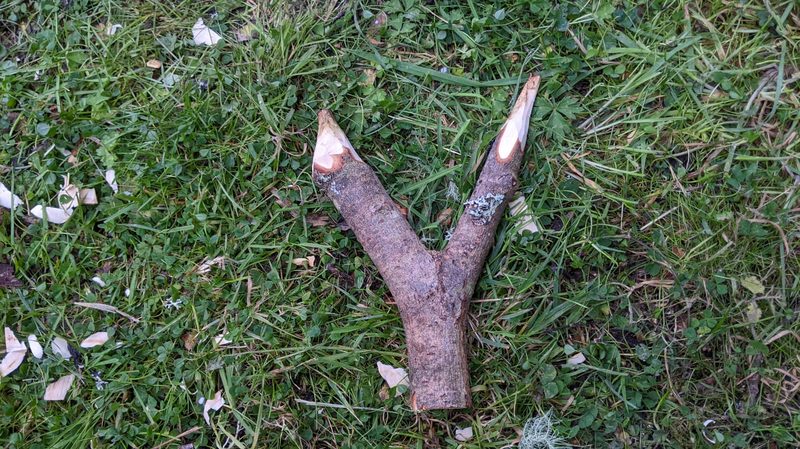 A Y-shaped stick with two sharpened points