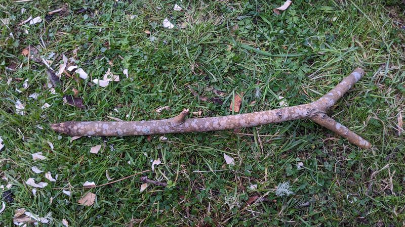 A Y-shaped stick with a sharpened base