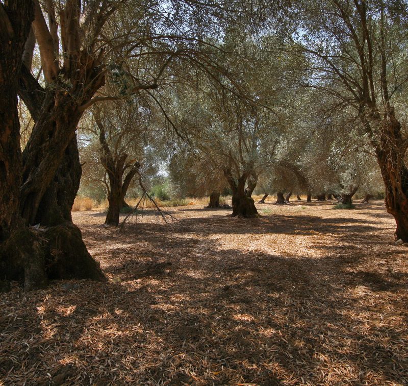 An olive grove in Europe.