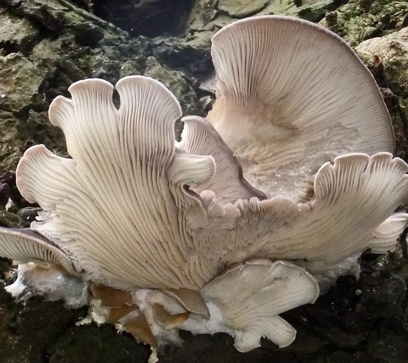 An oyster mushroom still growing in the ground.
