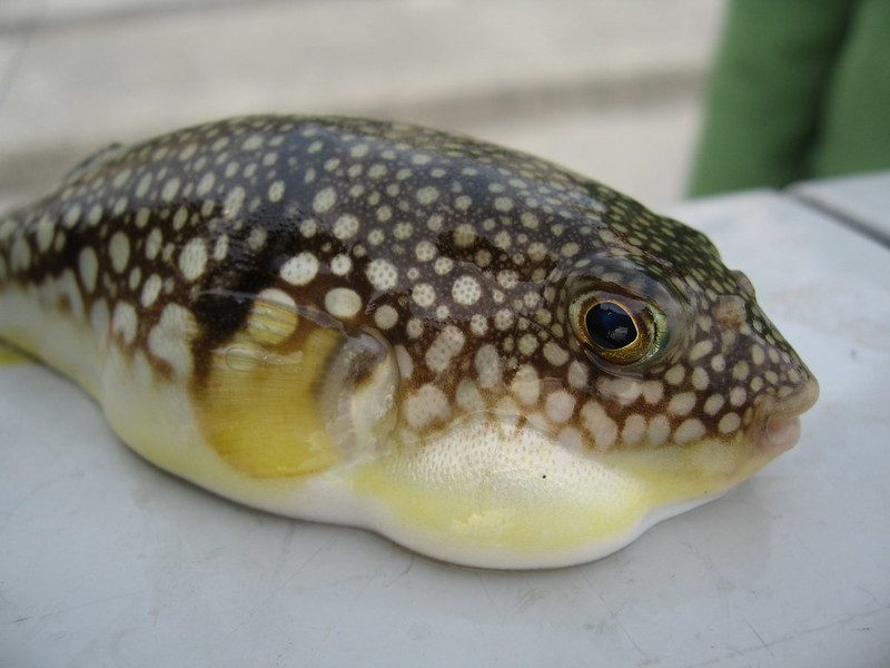 Fugu fish