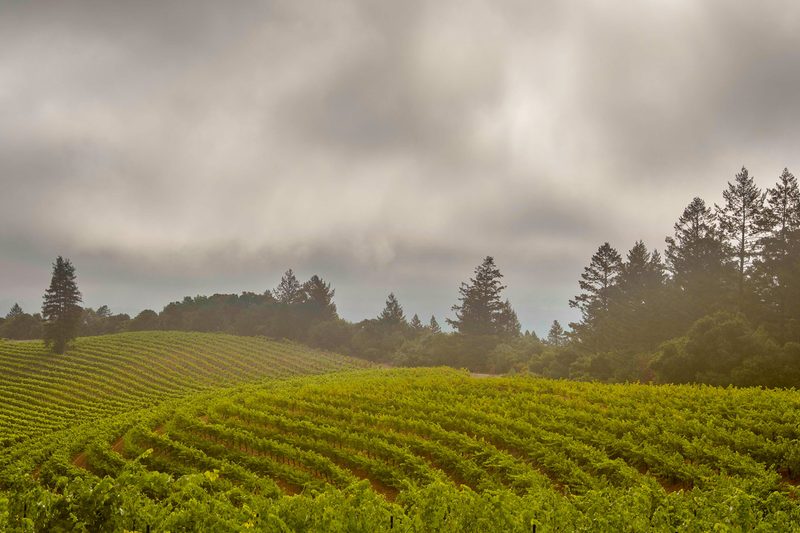 Kenwood Vineyards in Sonoma.
