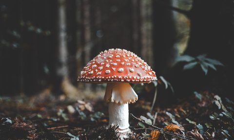 A mushroom in the wild.