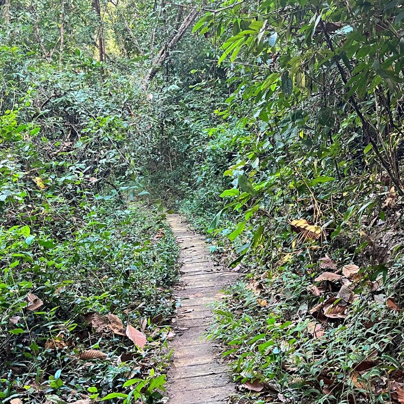 A narrow wooden board walkway in the woods.