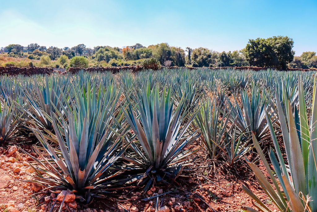 A field of agave plants