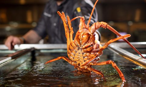 A California Spiny Lobster in a tank.