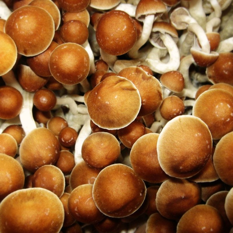 Psychedelic mushrooms.