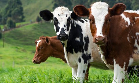 three spotted cows standing in a grassy field