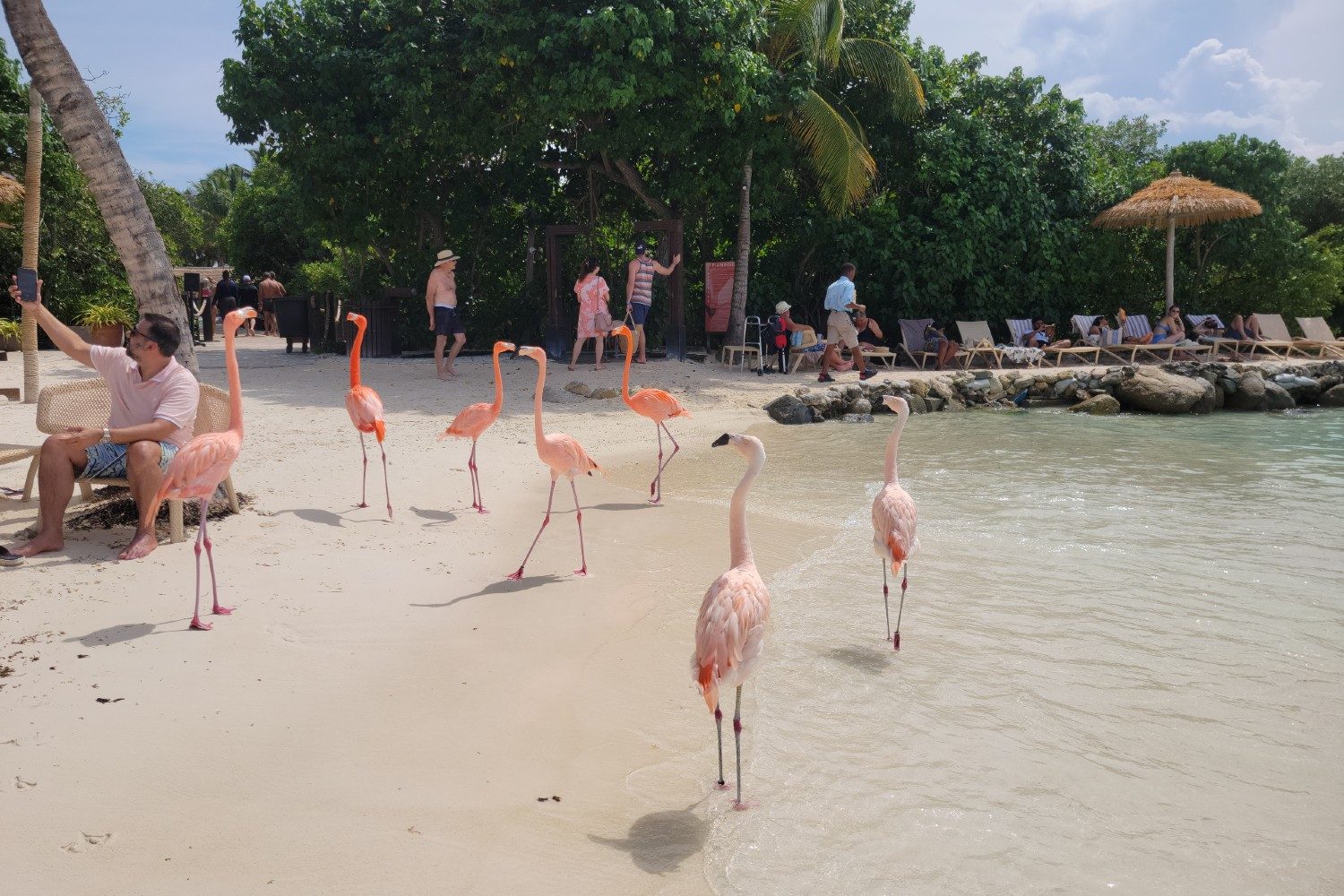 A group of flamingos roam the beach on Renaissance Island in Aruba.