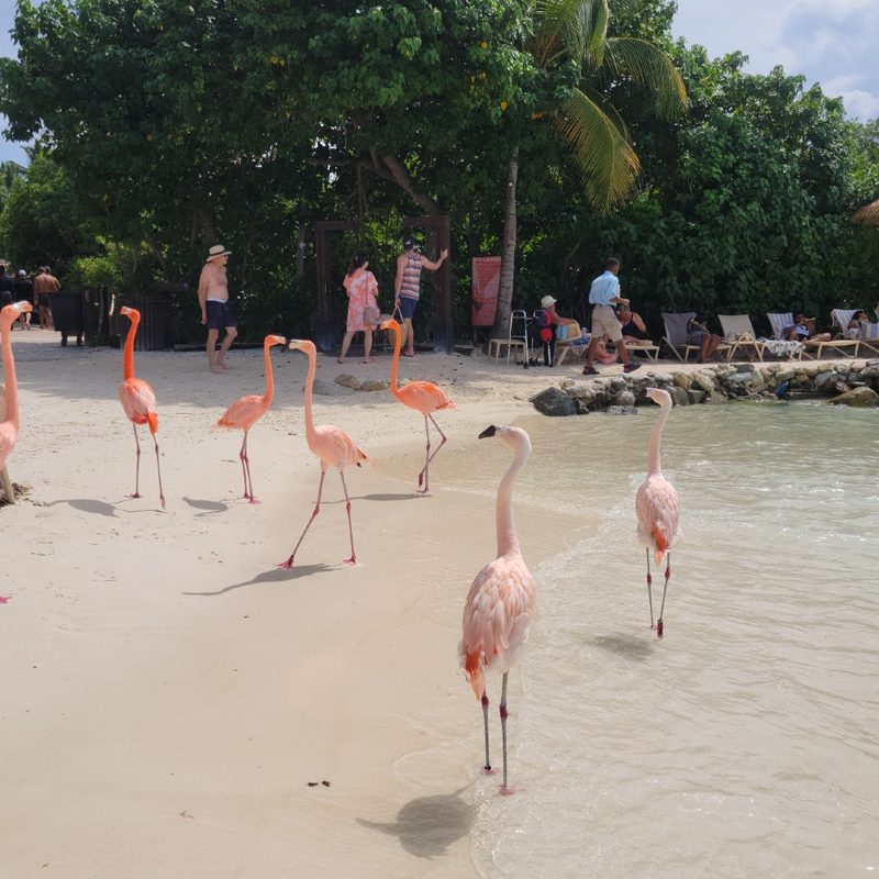 A group of flamingos roam the beach on Renaissance Island in Aruba.