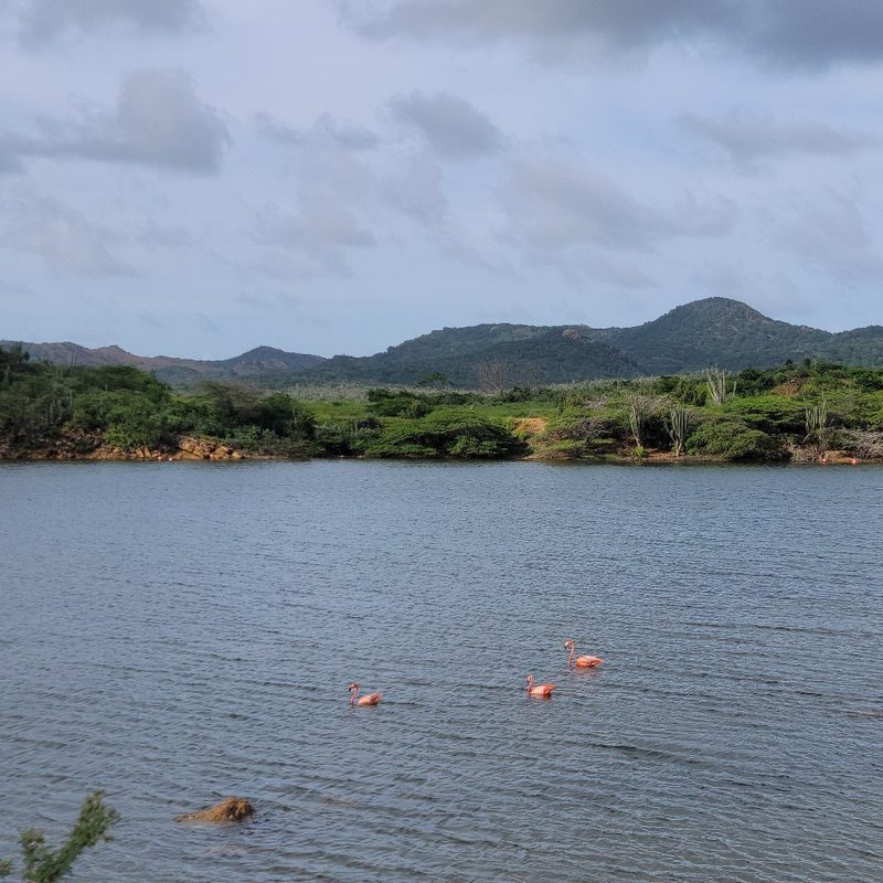 A group of flamingos swim in Lac Bay in Bonaire, Caribbean Netherlands.