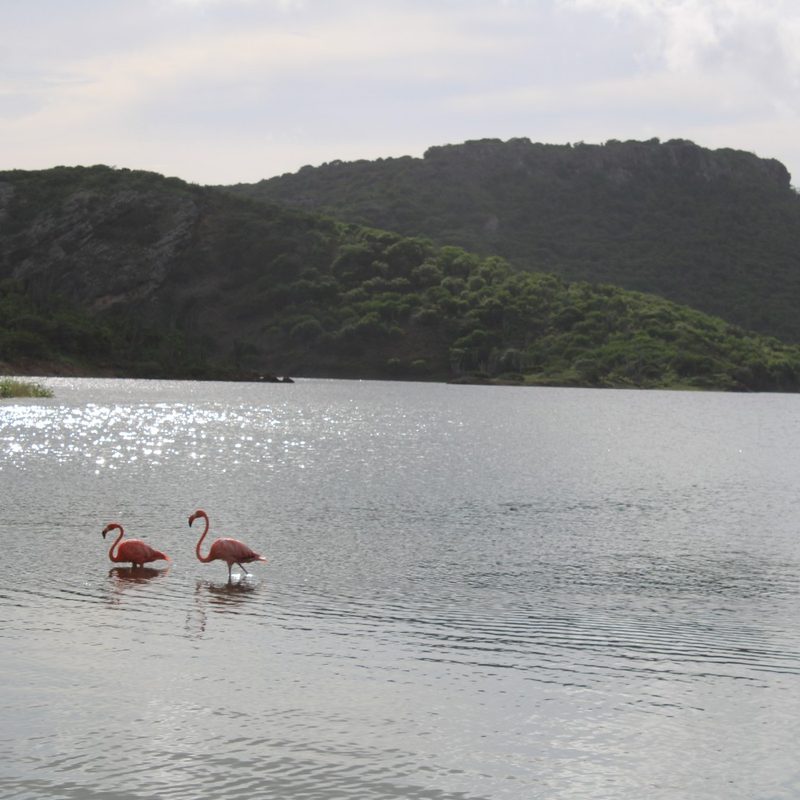 A group of flamingos swim in Lac Bay in Bonaire, Caribbean Netherlands.