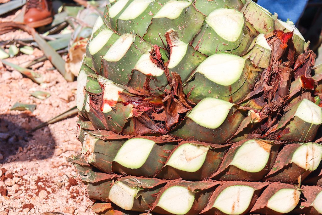 A close-up of an agave plant