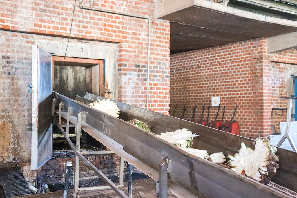 Chopped agave plants on a conveyor belt