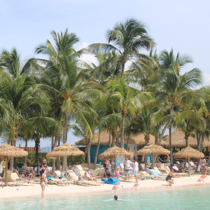 A group of flamingos roam the beach on Renaissance Island in Aruba.