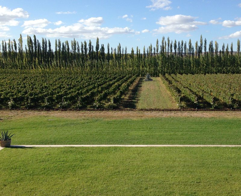 The vineyard at Bodega Chacra in Argentina.