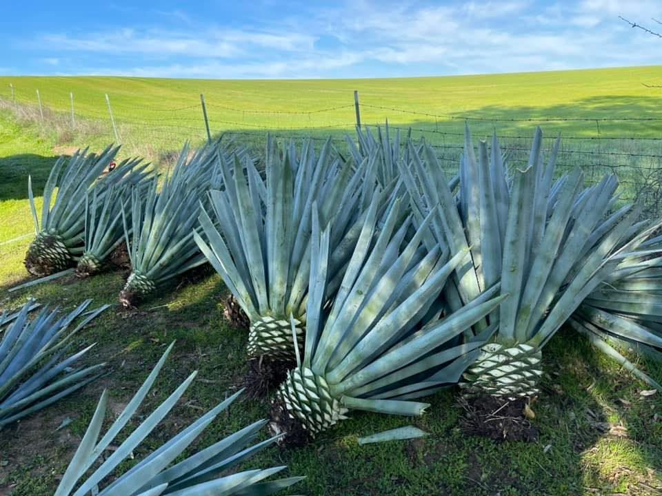 Agave plants