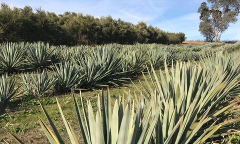 farmers turn to agave plants due california droughts