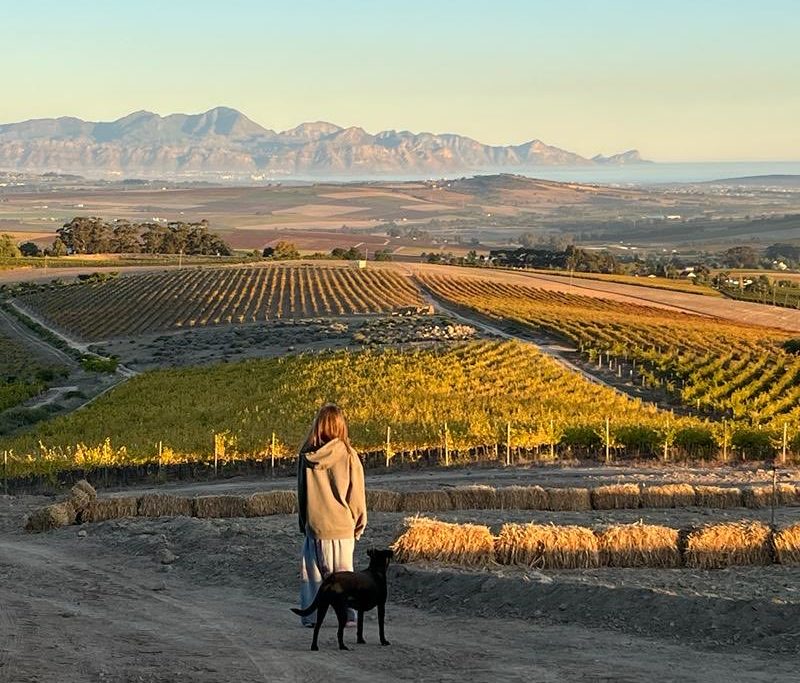 An image of Reyneke vineyards in South Africa.