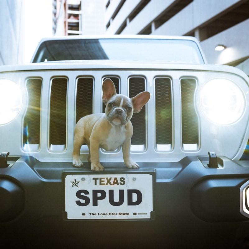 A dog standing on top of the hood of a car with a vanity plate.