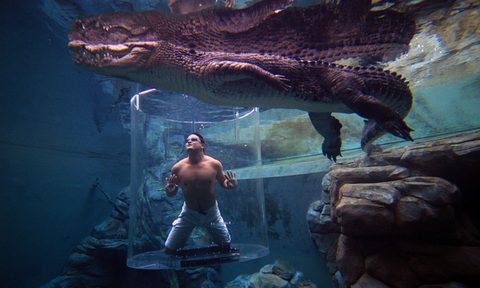 Man swimming in a glass cage with a crocodile at Australia's Crocosaurus Cove.