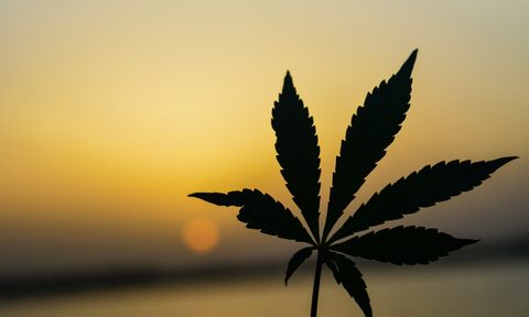 Marijuana leaf held up to the sky.